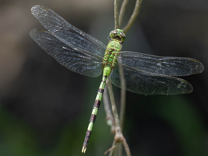 Erythemis vesiculosa (Great Pondhawk)-4.jpg